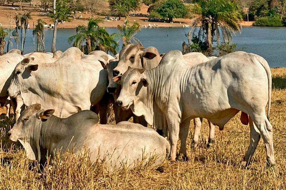 Agropecuária Ribeirópolis promove Leilão - Edição Touros CEIP